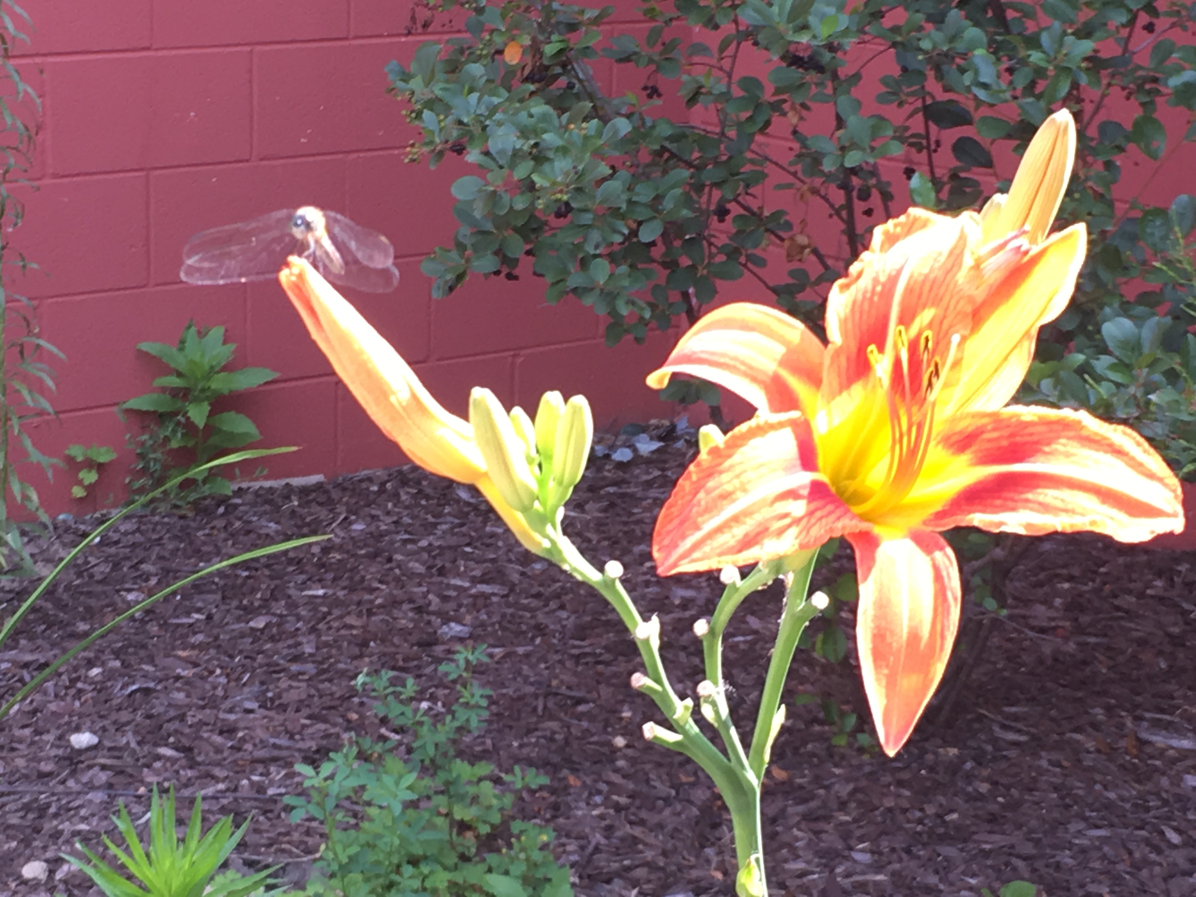 dragonfly on tiger lily